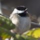 Singing chickadee