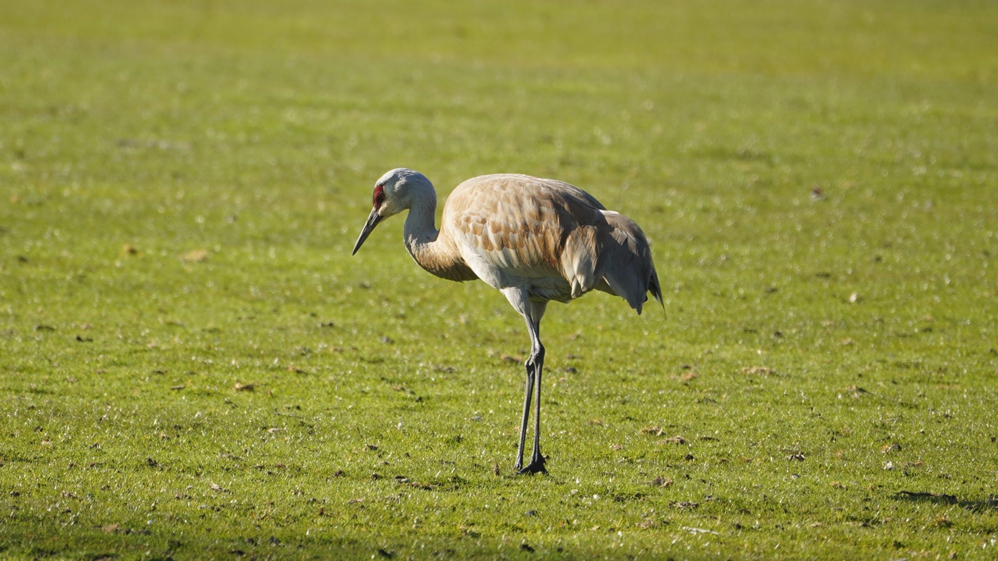sandhill crane
