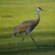 Sandhill crane, striding