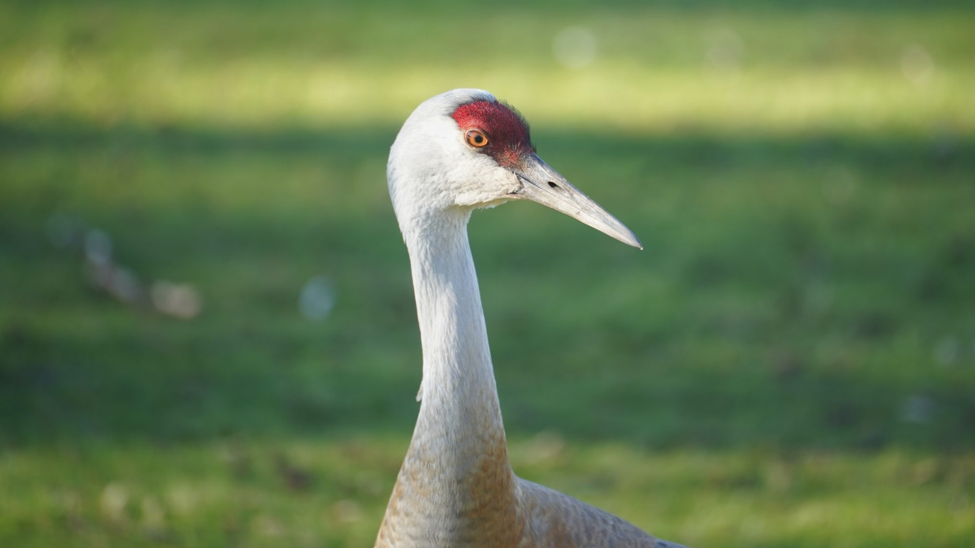 sandhill crane