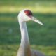 Sandhill crane close up