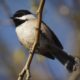 Chickadee perching