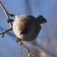 Bushtit