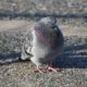 A very fluffy pigeon