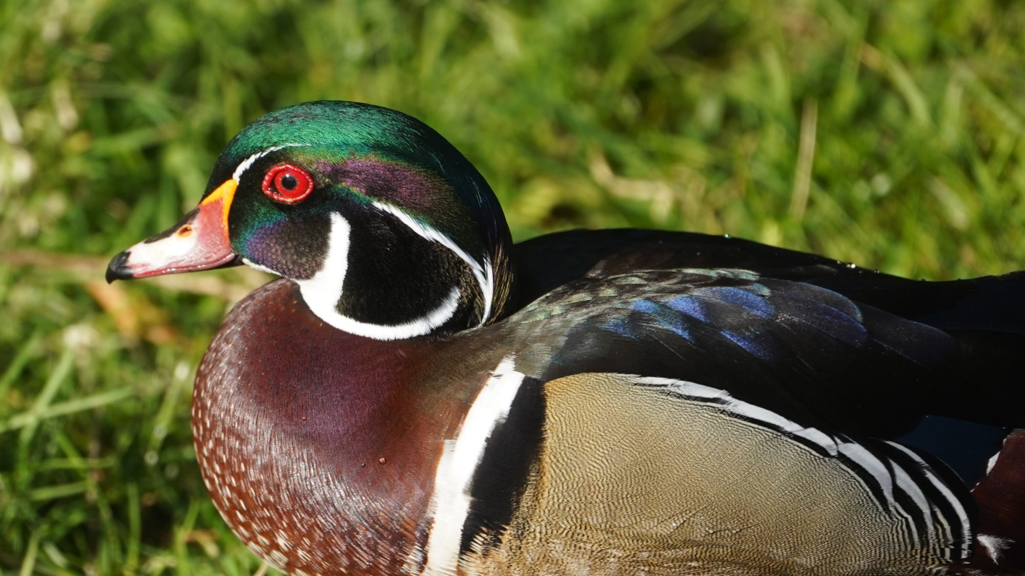 wood duck male