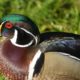 Beautiful wood duck