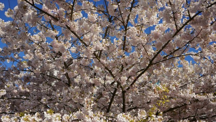 white blossoms