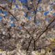 More blossoms