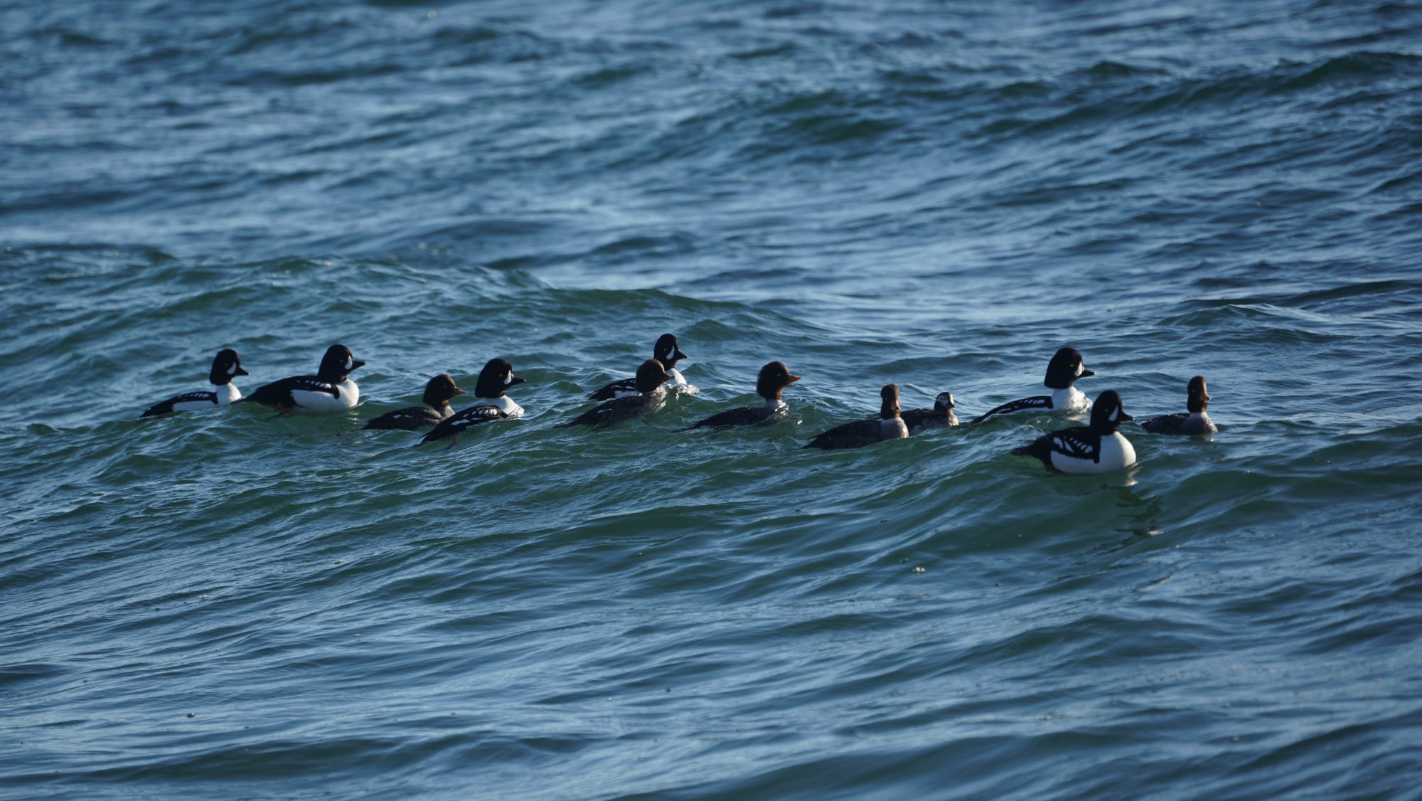 Barrow's goldeneyes on the water