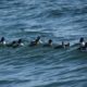 Goldeneyes riding the waves