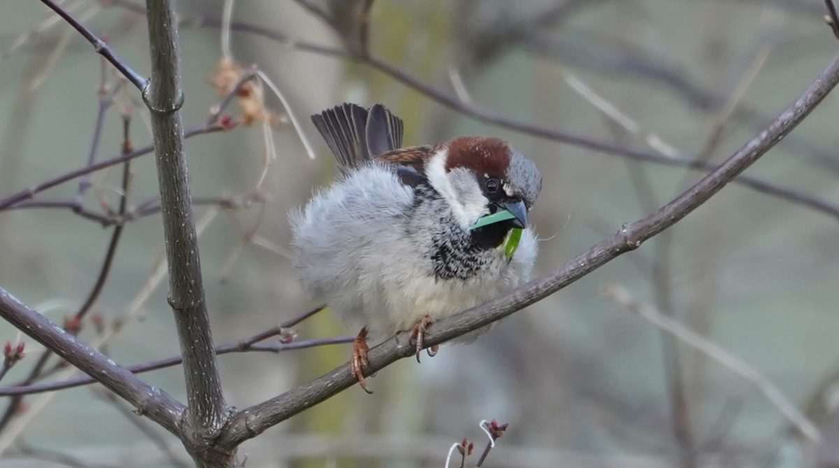 house sparrow with grass