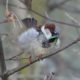 House sparrow with a bit of grass