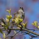 Ruffled white-crown on pink and blue