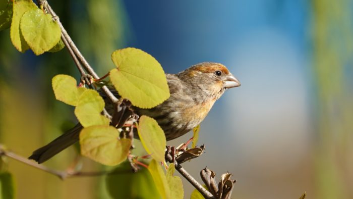 Orange house finch