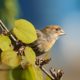 Orange house finch