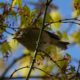 Ruby-crowned kinglet