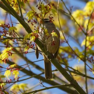 white-crowned sparrow