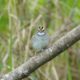 More white-throated sparrow
