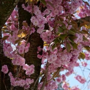 Pink floweres