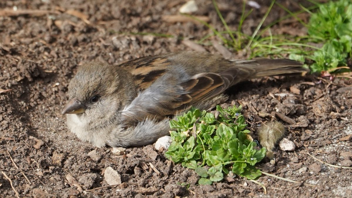 House sparrow in the dust