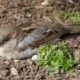 House sparrows love their dust baths