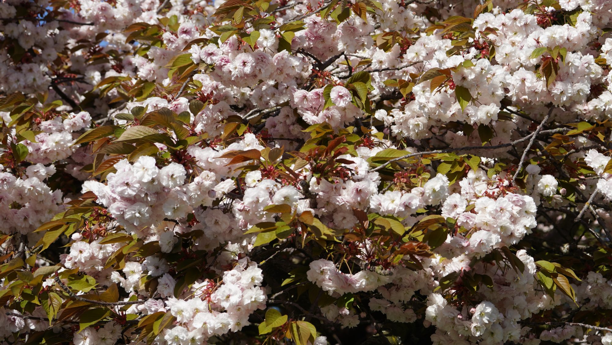 Fluffy white flowers