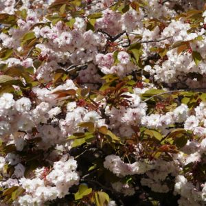Fluffy white flowers