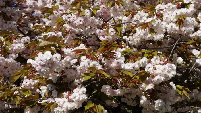 Fluffy white flowers