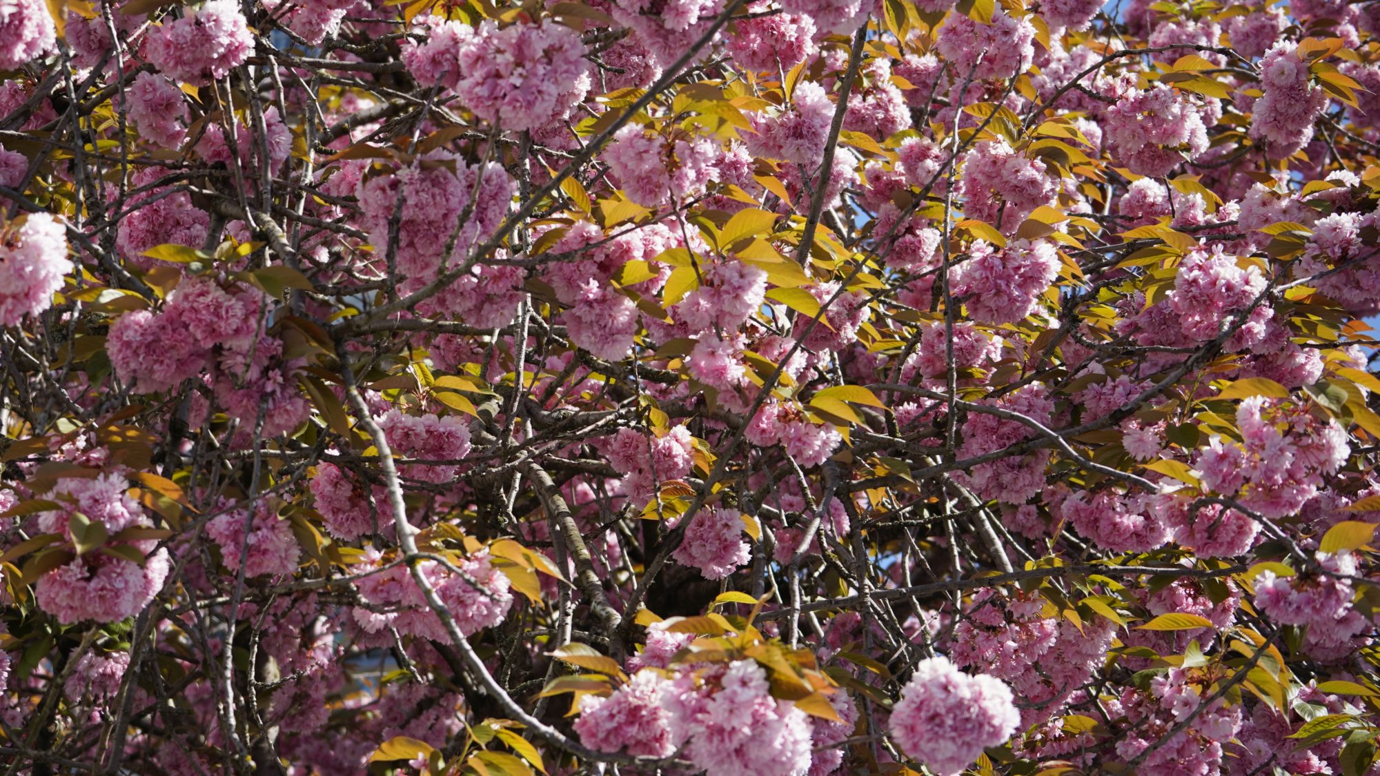 Pink flowers