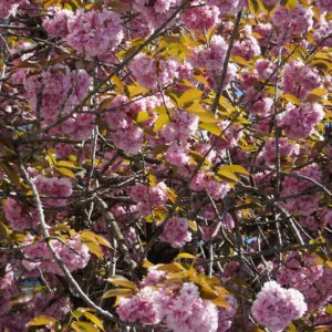Pink flowers