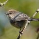 Bushtit hanging out