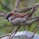 House sparrow waiting