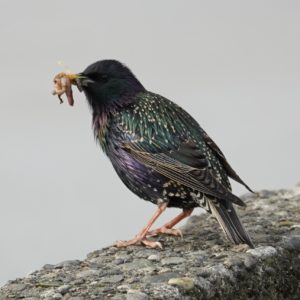Starling with bugs