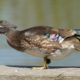 Iridescent wood duck