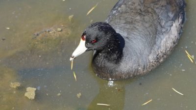 American coot