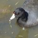 Red eyes of the coot