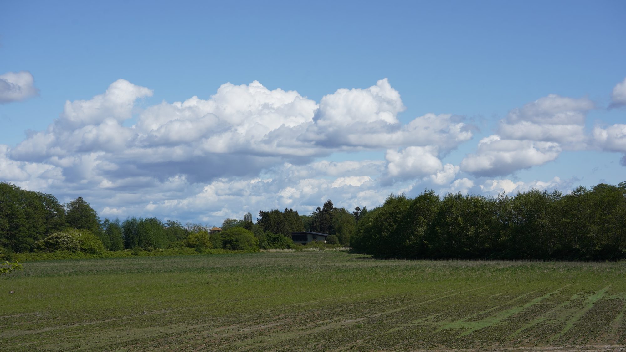 Meadows near Reifel