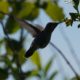 Hummingbird, probably rufous