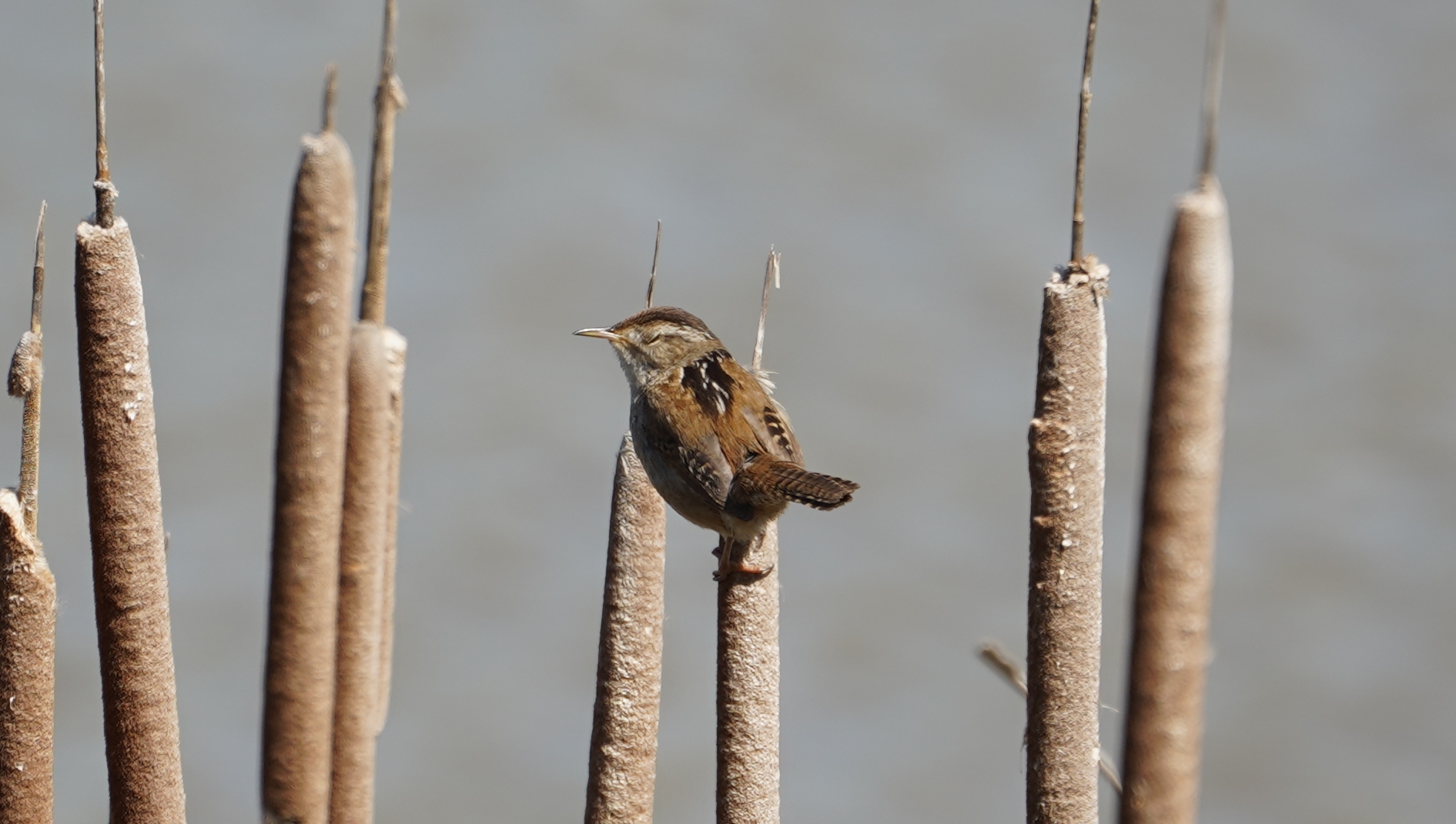 Blinking wren