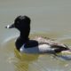 Ring-necked duck, male