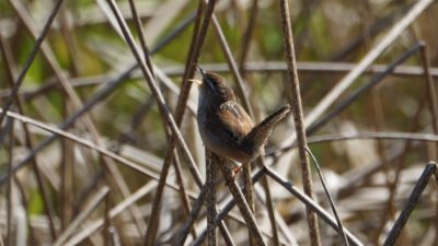 marsh wren