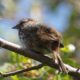 Fluffy song sparrow
