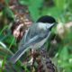 Chickadee on a log