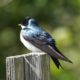 Tree swallow