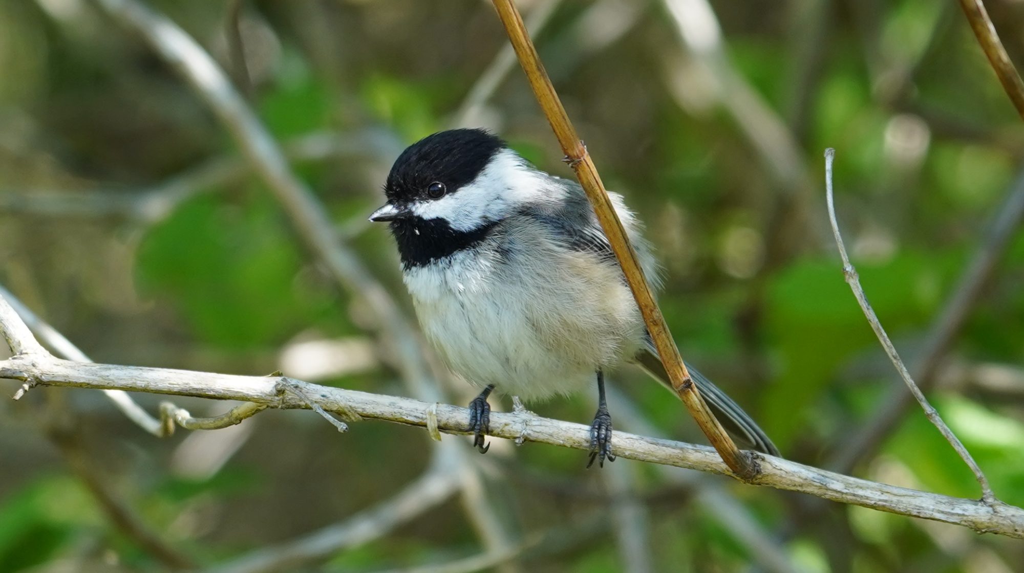 chickadee