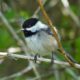 Another chickadee