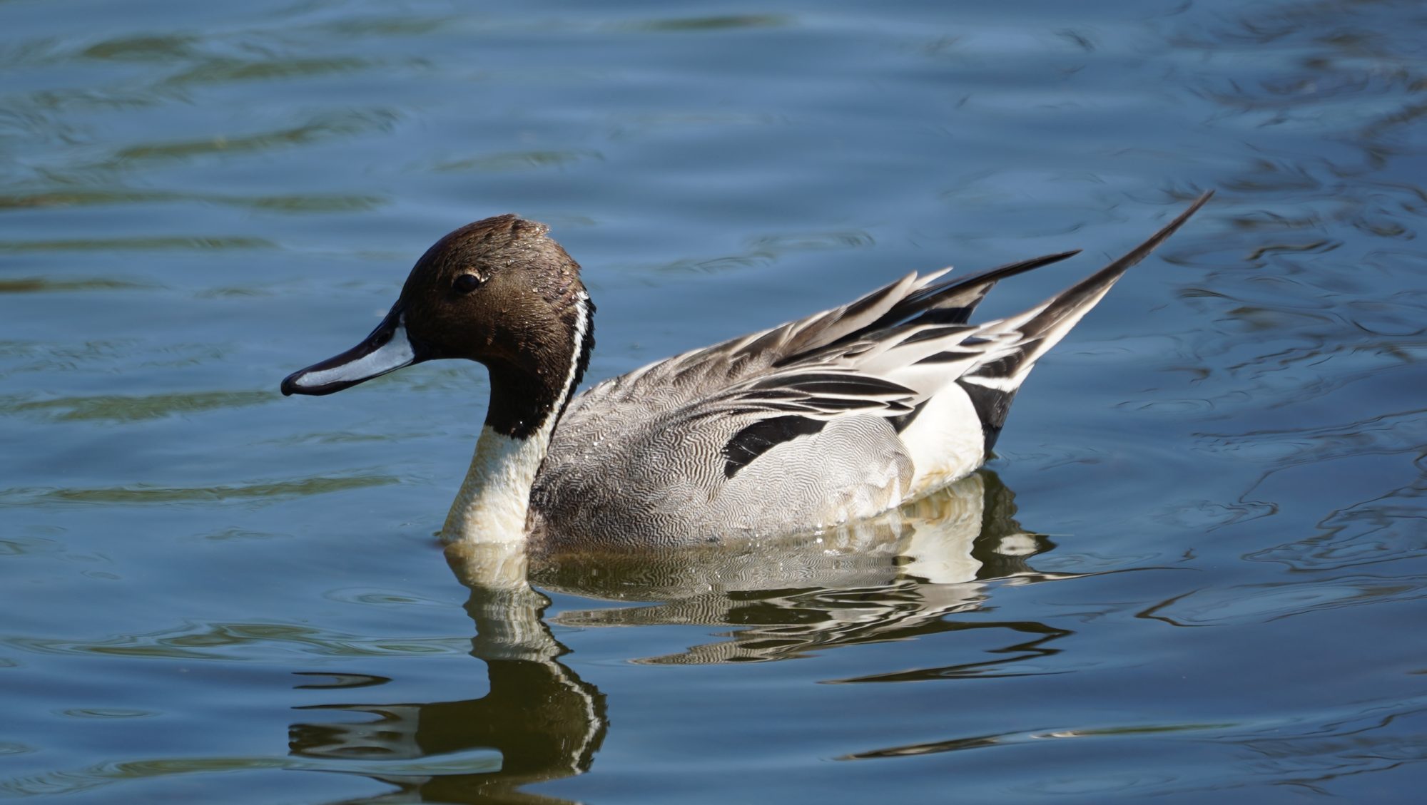 Northern pintail