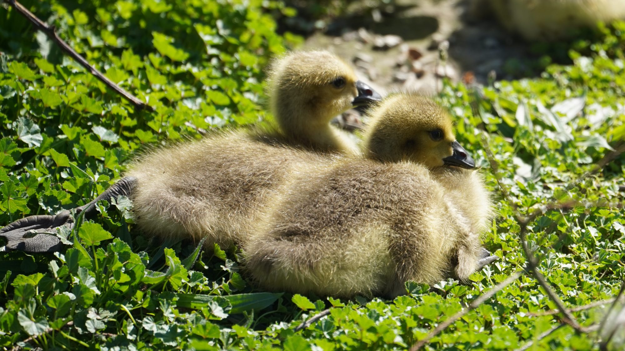 Canada goslings