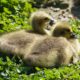 Canada goslings