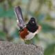 Spotted towhee posing